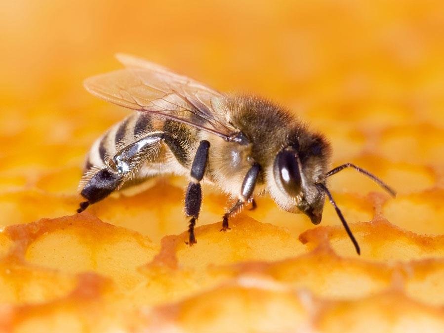 Bee Pollen