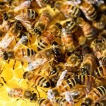 honey-bees-326336