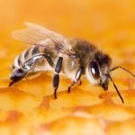 sn-honeybee